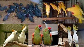 Biggest Parrot Breeding Farm in Karachi, Talking Parrot, Hen Hatching Eggs, Hsn Entertainment