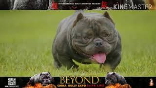 Top 5 famous exotic micro bully blood lines,exotic american bully,micro american bully