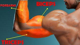 Top 5 Bicep Workout Tricep Workout and Forearm Workout to Build Big Arm