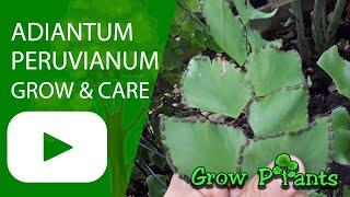 Adiantum peruvianum - grow & care (Peruvian maidenhair)