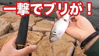 【ブリの釣り方】超簡単に一撃でブリが釣れる釣り方です！1年振りに来た～【ショアジギング/飲ませ釣り】