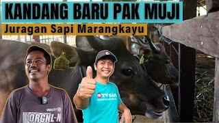 Kandang Baru Pak Muji Juragan Sapi Perangat Marangkayu