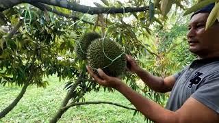 Petik buah durian ioi terus kupas makan.
