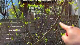 Early figs are coming out. Zone 7.