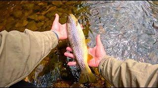 Another Day on the River Doon 23rd June 2024