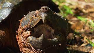 Operation Snap: Saving Alligator Snapping Turtles