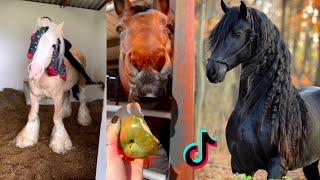   The Cutest HORSES  - TikTok Compilation #44