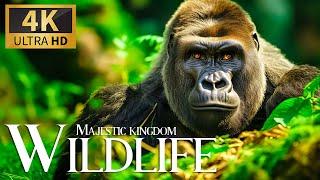 Majestic Kingdom Wildlife 4K  Discovery Relaxation Film with Soft Relaxing Music & Animals Movie