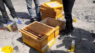 도시양봉가(Urban Beekeeper) 교육- 계상(繼箱) 올리기