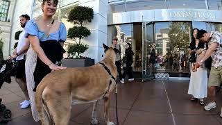 Cash 2.0 Great Dane at The Grove and Farmers Market in Los Angeles 93