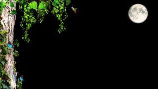 Nature Background Video Effects hd / Full Moon / Garden Tree Black Screen Effects
