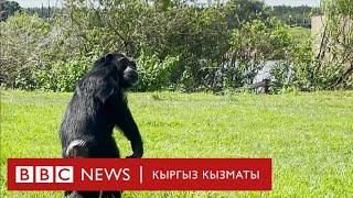 Биринчи жолу эркиндикке чыккан шимпанзе - BBC Kyrgyz