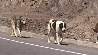 Аборигенные САО Таджикистана   Саги Дахмарда из Ягноба, таджикская порода овец Джойдори