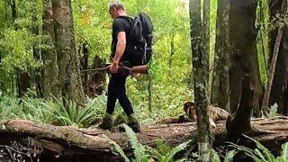 Hunting the Urewera forest for Red deer