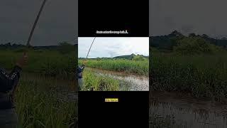 Strike yang bikin semua pemancing ketagihan#shorts #viralvideo #memair #mancingliar