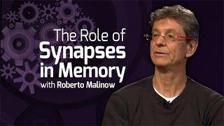 The Role of Synapses in Memory - On Our Mind