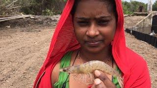 Prawns,Shrimp Catching in Guyana Part:3