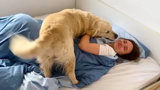 How I wake up when I have a Golden Retriever