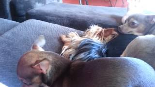 How to stop Chihuahua and Yorkie from barking!