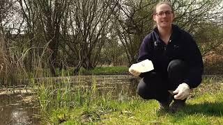 Great Crested Newt eDNA Testing Video 2023