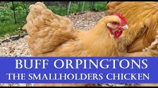 Buff Orpingtons: The Perfect Smallholders/Homesteaders Self-Sufficient Chicken