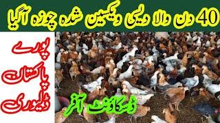 40 day fully vaccinated chicks available at very cheap price || By Dr.Saad