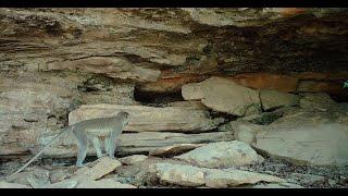 Tantalus Monkey Raids a Rock Hyrax's Home for a Snack on the Gambaga Escarpment, GHANA