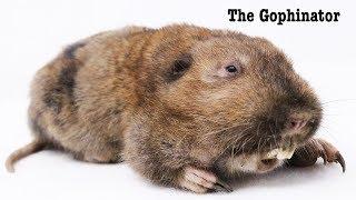 The GOPHINATOR Gopher Trap. - Mousetrap Monday.