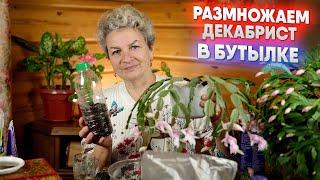 Размножаем декабрист в бутылке