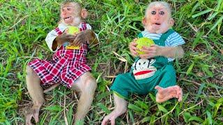 Did monkey TiTi and PiPi have a bad day or a peaceful one?