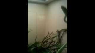 Sal the Sociable Snake at Dallas Zoo