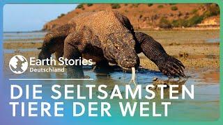 Wallacea | Die seltsamsten Tiere der Welt | Earth Stories Deutschland