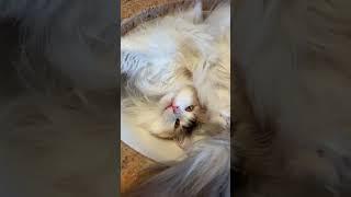 Sleepy cat takes a nap in the sink | Maine Coon