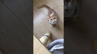 Как приучить кошек к когтеточке ️#котики #смирение #наукаумалчивает #cat