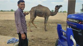 Satbir ne kiya camel with injoy, my lovely camel