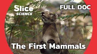 Chinese Fossils Reveal the Evolution of Mammals | SLICE SCIENCE | FULL DOCUMENTARY