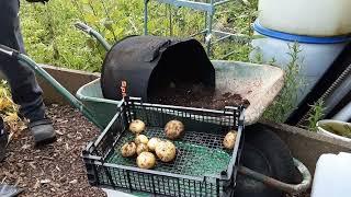 Swift First Early Potato Reveal  Lettuce  Spring Bunching Onions  Radishes  Carrot Harvest