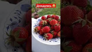 #клубника , дождались ягод #огород #дача #дачабезпроблем