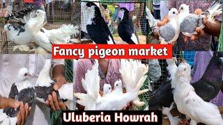 fancy pigeon market