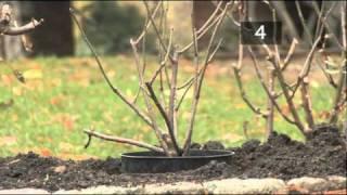 How To Plant A Rose Bush