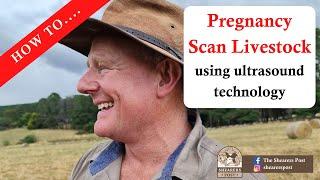 PREGNANCY SCAN LIVESTOCK Real Time Ultrasound Sheep Goats Alpaca Cows Pigs The Shearers Post