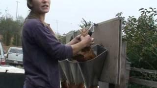 Chicken Harvest on Silva Star Farms