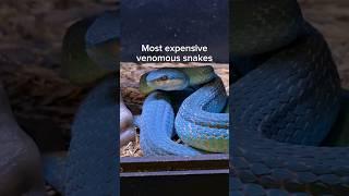 I spent all of my money on venomous snakes.