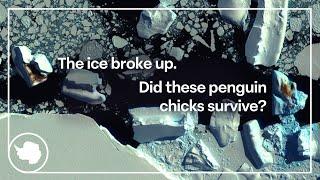 Emperor penguins suffer another big year of chick losses  | British Antarctic Survey