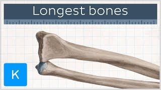 What are the longest bones in your body - Human Anatomy | Kenhub