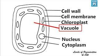 LRLO 05   Specialised Eukaryotic Cells in plants