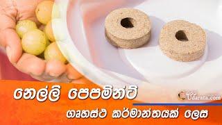 නෙල්ලි පෙපමින්ට් - Nelli Peppermint - Product Development Stage 02 ස්වයං රැකියා