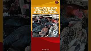 Ketika Pakan Ayam Dicampur Garam, Inilah yang Terjadi