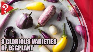 A Visual Guide to 8 Glorious Varieties of Eggplant