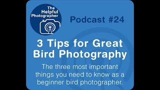 3 Tips for Great Bird Photography